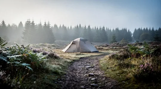 A small tent pitched at the edge of a misty UK conifer forest at dawn, symbolizing lawful wild camping on public land